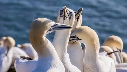 Kaiyun-上港被淘汰真不冤！全赛季磕磕绊绊 顽疾一直不改