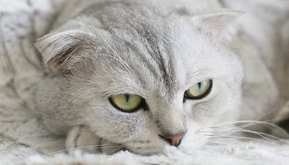 开云登录入口-【夜读】恒大滞留卡塔尔想回家 网友：等国安一起回