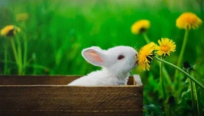 开云登录入口-【夜读】恒大滞留卡塔尔想回家 网友：等国安一起回